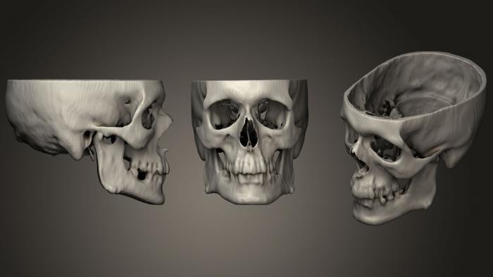 Anatomy of skeletons and skulls (ANTM_1297) 3D model for CNC machine